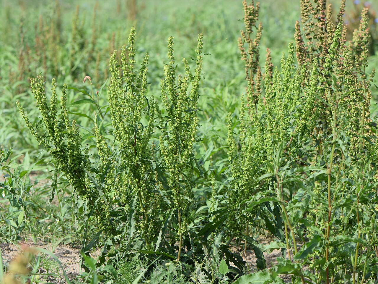 Yellow dock — Rumex crispus, used in Adriatic and Balkan herbal tradition