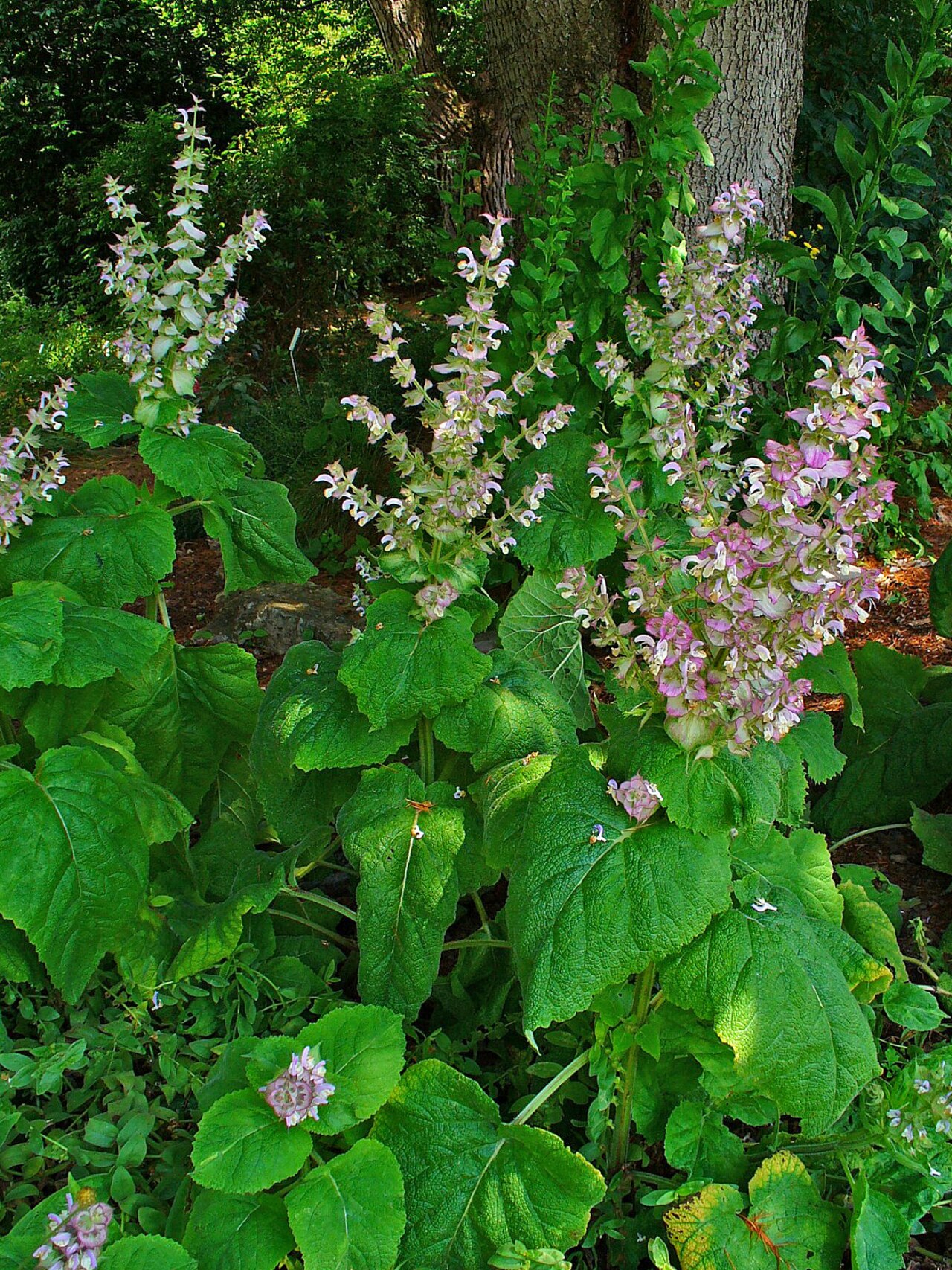 Clary sage — Salvia sclarea, used in Adriatic and Balkan herbal tradition