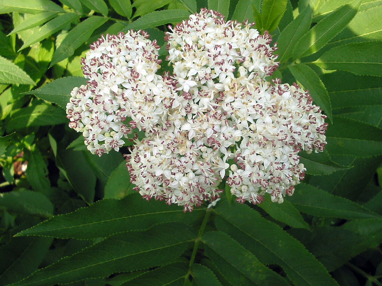 Black elderberry (siro nwa) — Sambucus ebulus, used in Haitian and Caribbean herbal tradition