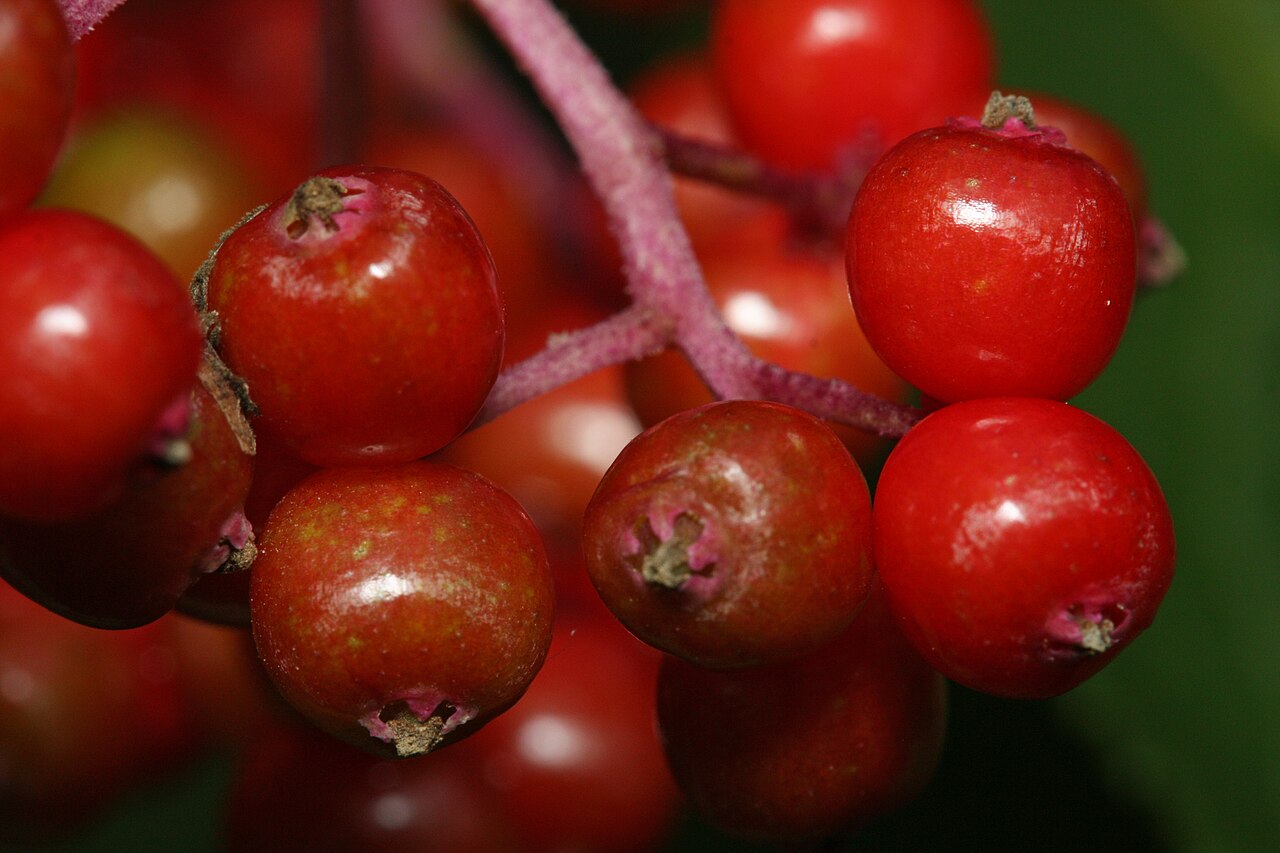 Red Elder — Sambucus racemosa, used in Haitian and Caribbean herbal tradition