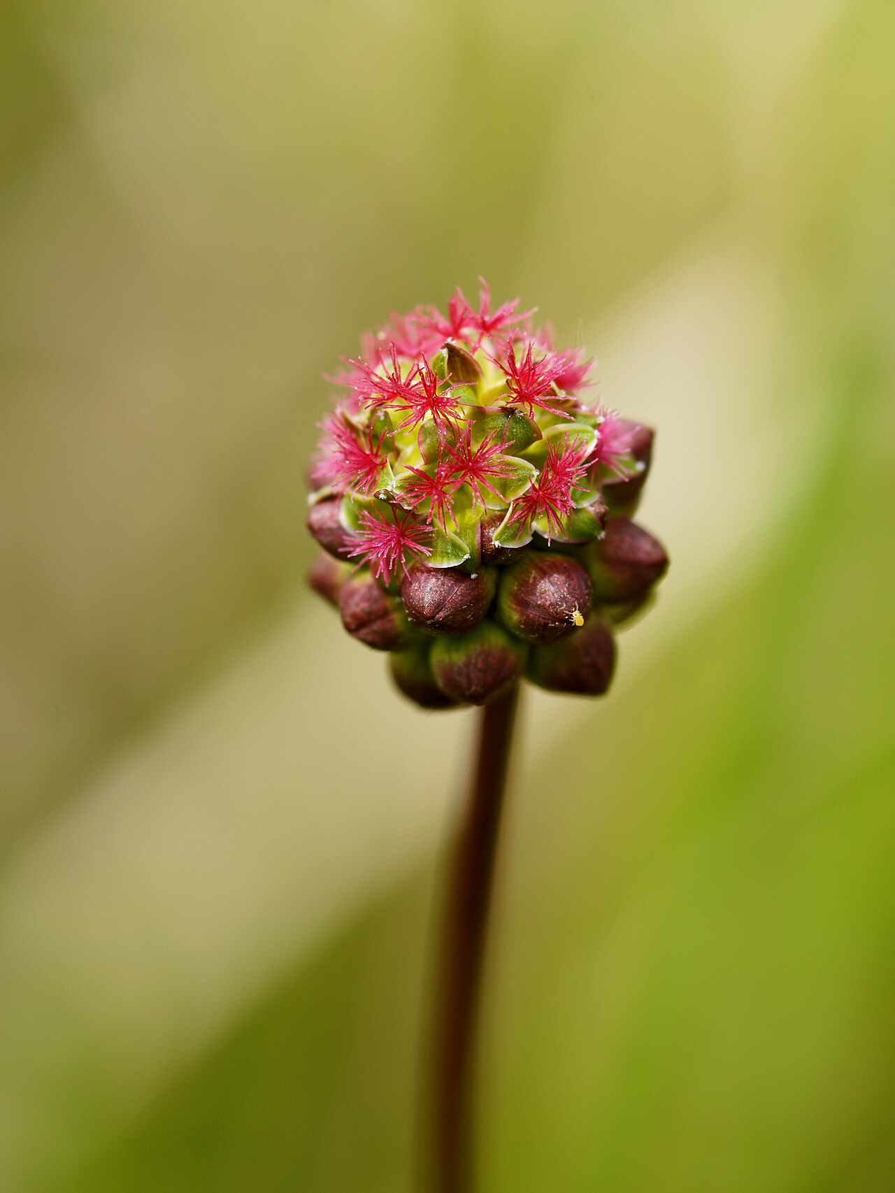 Salad burnet — Sanguisorba minor, used in Adriatic and Balkan herbal tradition