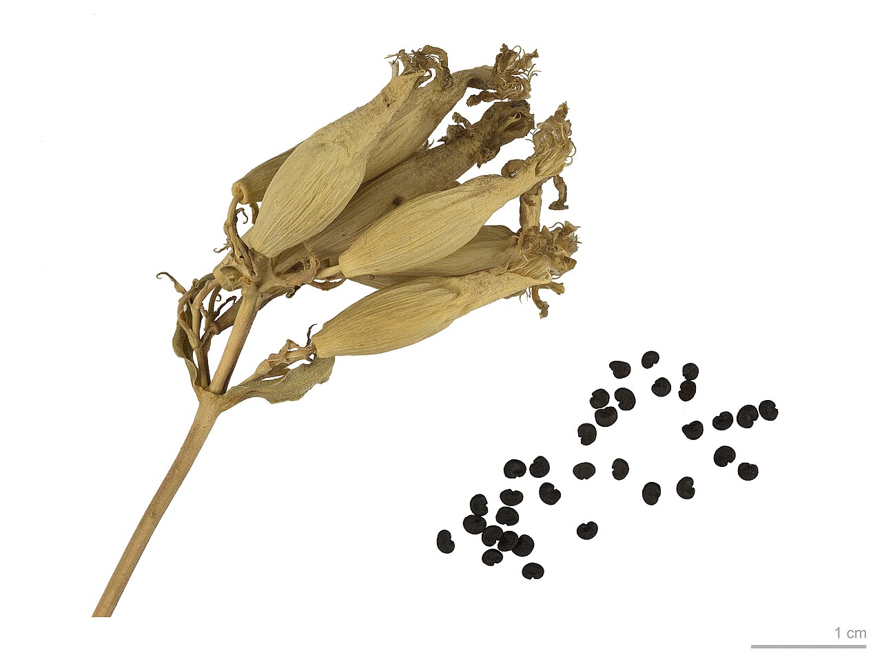 Soapwort — Saponaria officinalis, used in Haitian and Caribbean herbal tradition