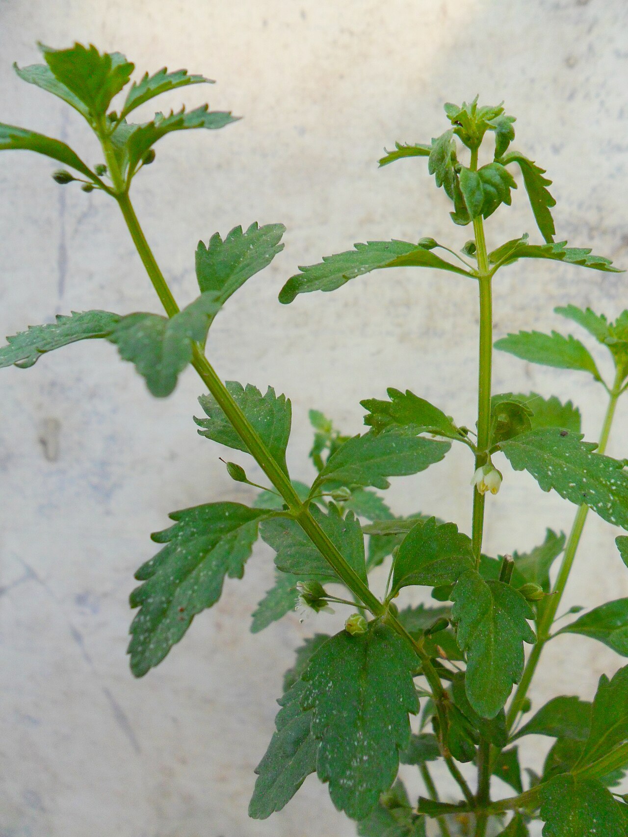 Sweet broom — Scoparia dulcis, used in Haitian and Caribbean herbal tradition