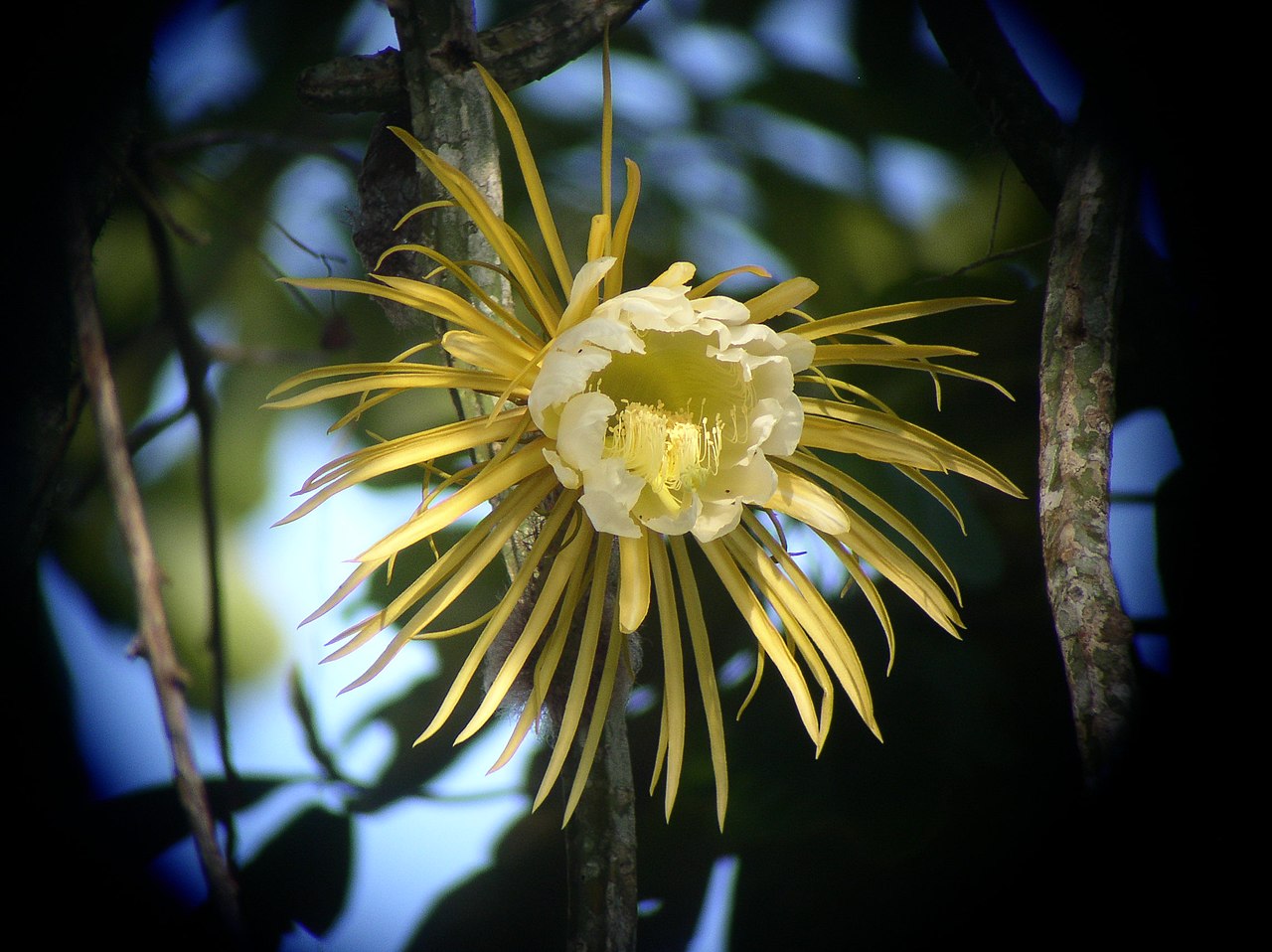 Queen of the night — Selenicereus grandiflorus, used in Haitian and Caribbean herbal tradition