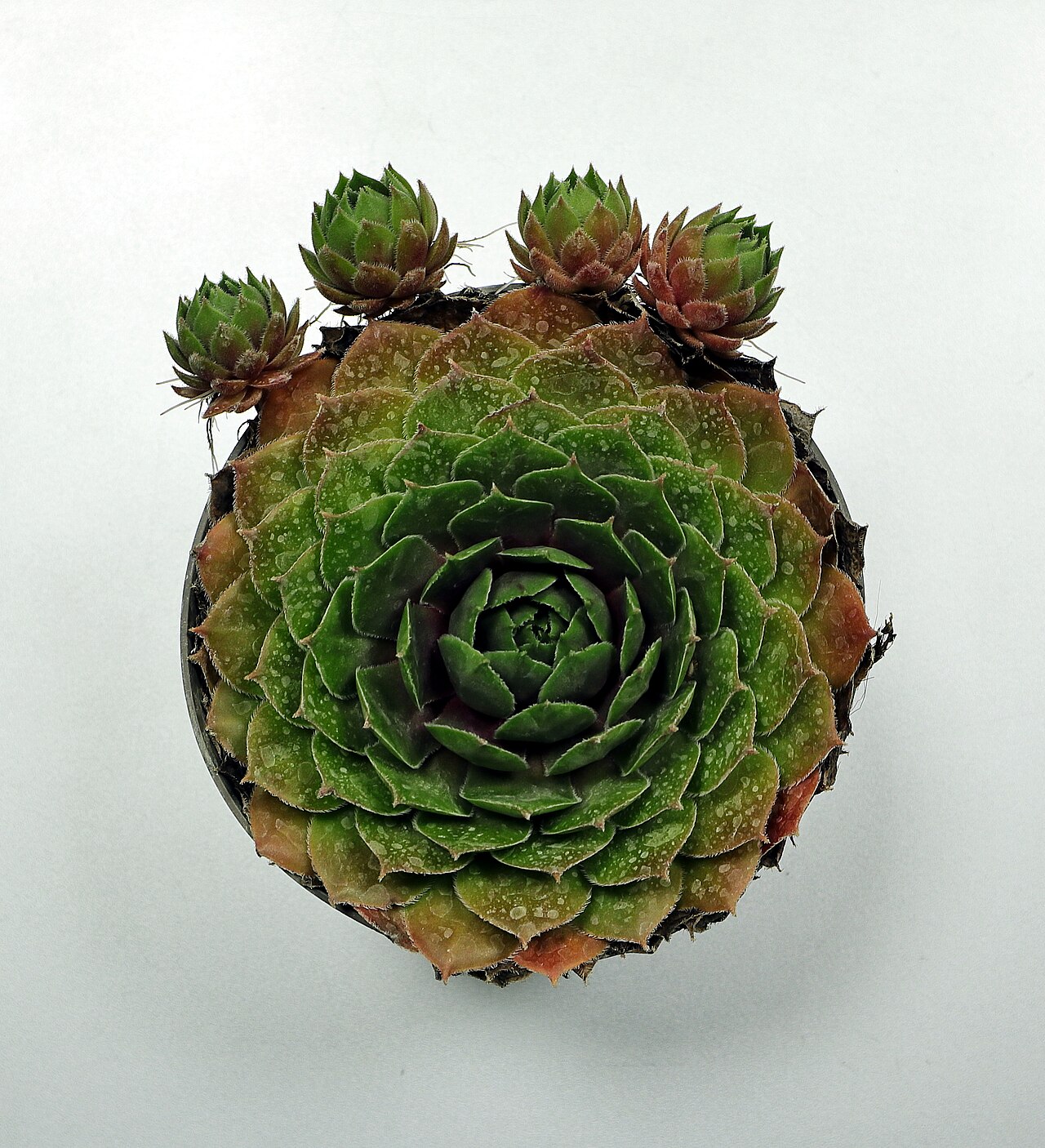 Houseleek — Sempervivum tectorum, used in Haitian and Caribbean herbal tradition