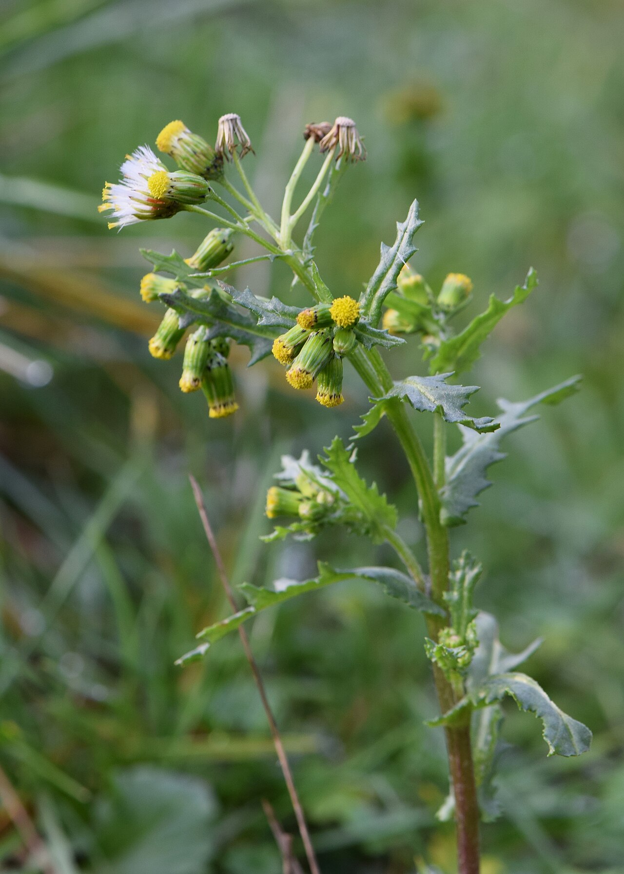 Common Groundsel — Senecio vulgaris, used in Haitian and Caribbean herbal tradition