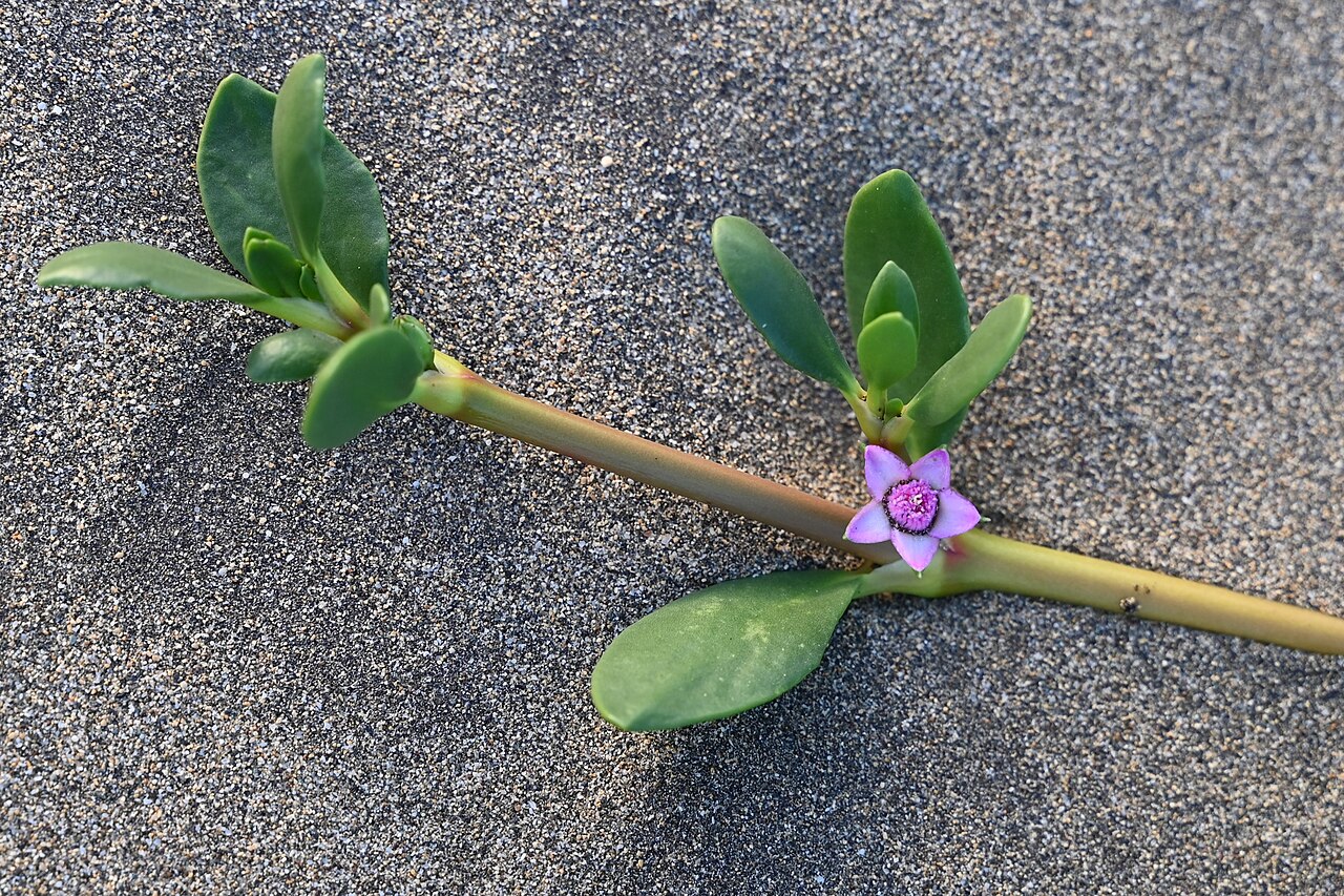 Sea purslane (Koupye lanmè) — Sesuvium portulacastrum, used in Haitian and Caribbean herbal tradition