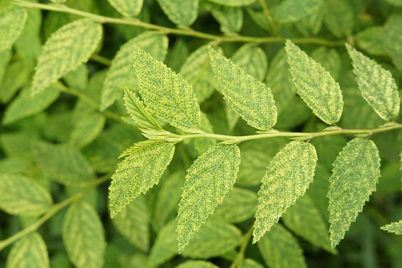 Common wireweed (Ti lalo) — Sida acuta, used in Haitian and Caribbean herbal tradition