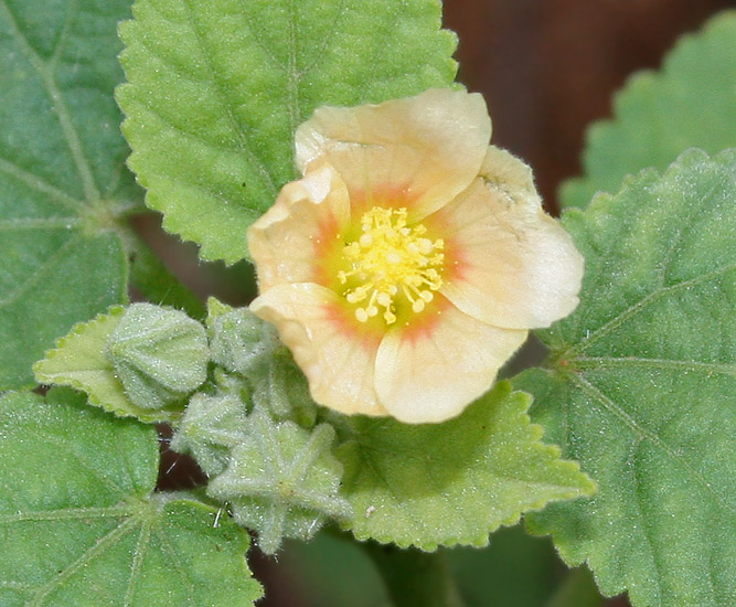 Heartleaf sida — Sida cordifolia, used in Haitian and Caribbean herbal tradition