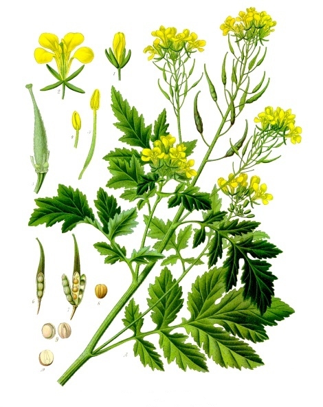 White Mustard — Sinapis alba, used in Haitian and Caribbean herbal tradition