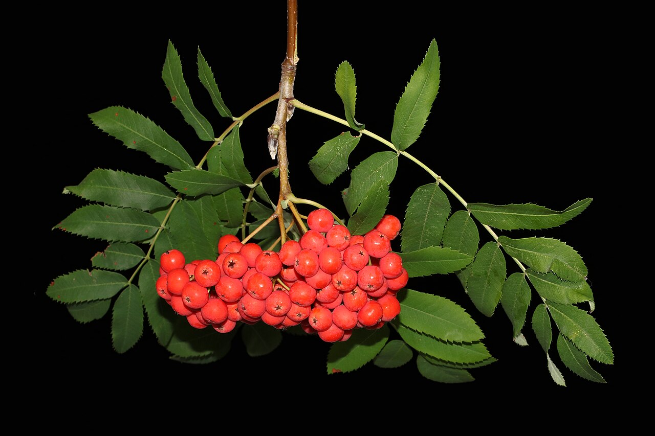 Rowan — Sorbus aucuparia, used in Haitian and Caribbean herbal tradition