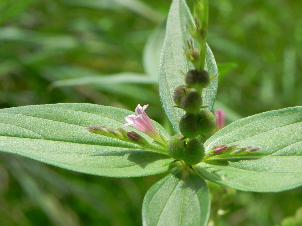 West Indian pinkroot (Brenvilye) — Spigelia anthelmia, used in Haitian and Caribbean herbal tradition