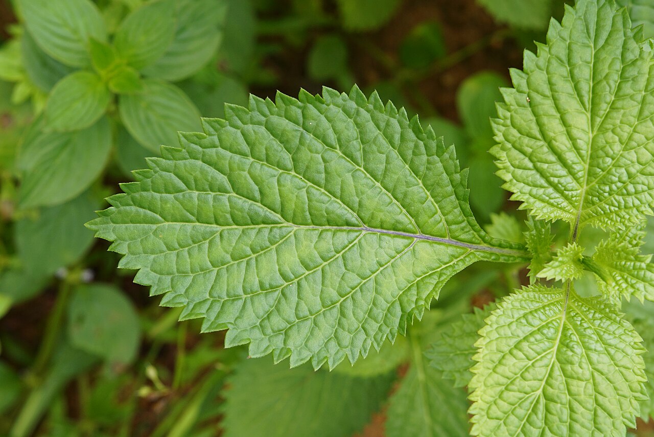 Jamaican vervain (Vèvèn) — Stachytarpheta jamaicensis, used in Haitian and Caribbean herbal tradition