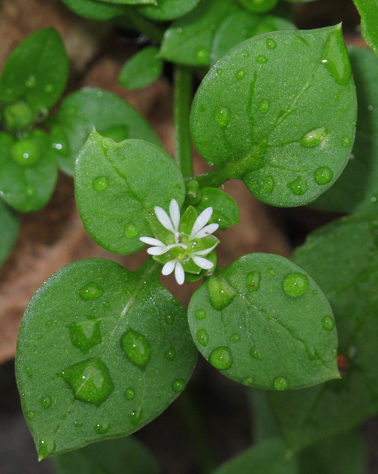 Chickweed — Stellaria media, used in Haitian and Caribbean herbal tradition