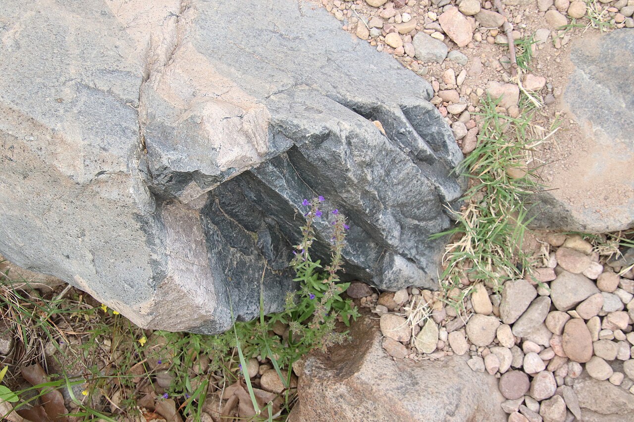 Whitewoolly twintip — Stemodia durantifolia, used in Haitian and Caribbean herbal tradition