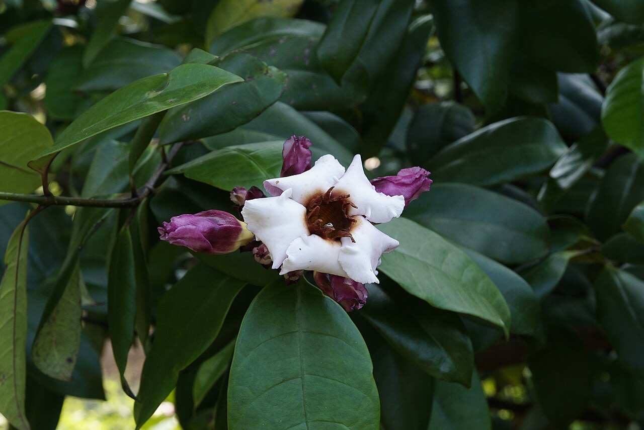 Strophanthus — Strophanthus gratus, used in Haitian and Caribbean herbal tradition