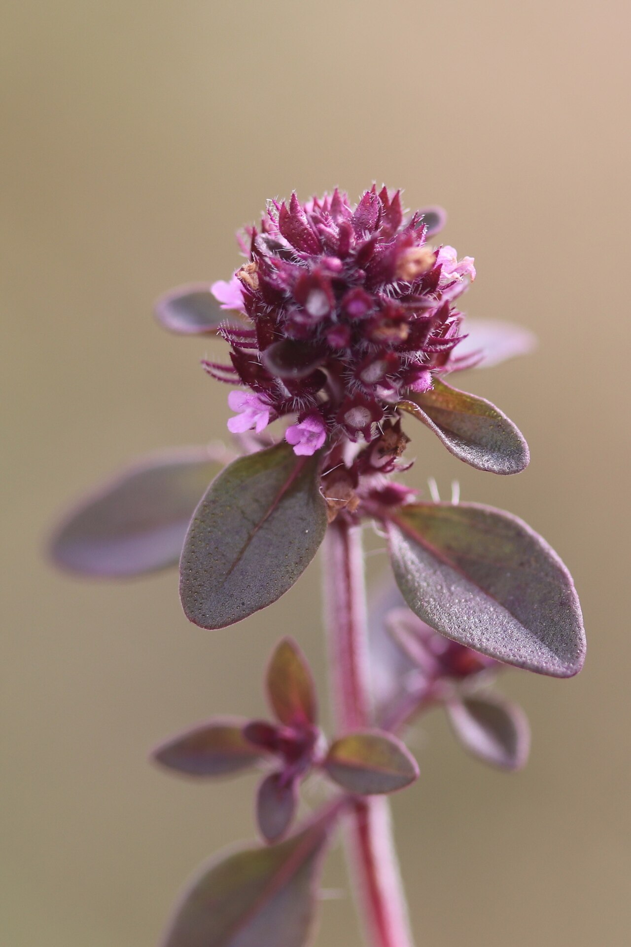 Broad-leaved thyme — Thymus pulegioides, used in Adriatic and Balkan herbal tradition