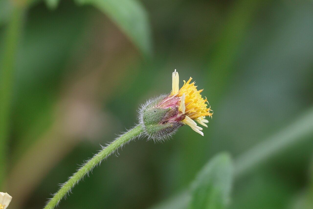 Coat buttons (zèb kay) — Tridax procumbens, used in Haitian and Caribbean herbal tradition