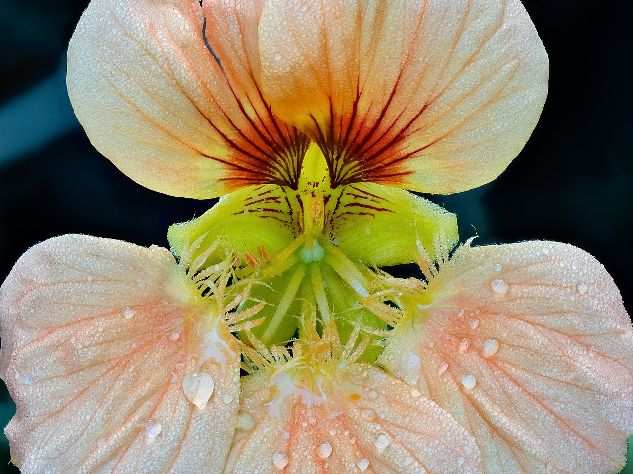 Garden nasturtium — Tropaeolum majus, used in Haitian and Caribbean herbal tradition