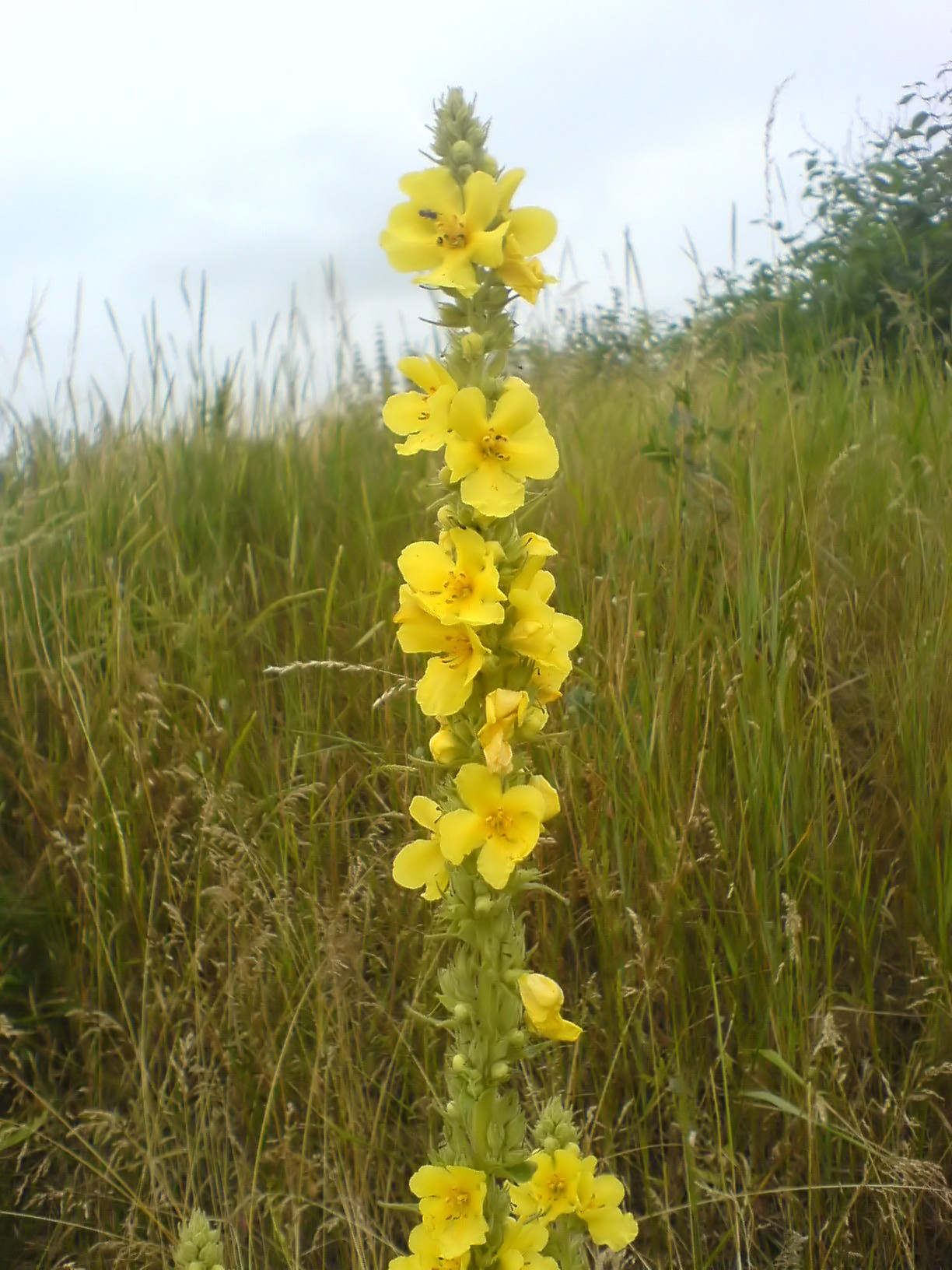 Large-flowered mullein — Verbascum densiflorum, used in Haitian and Caribbean herbal tradition