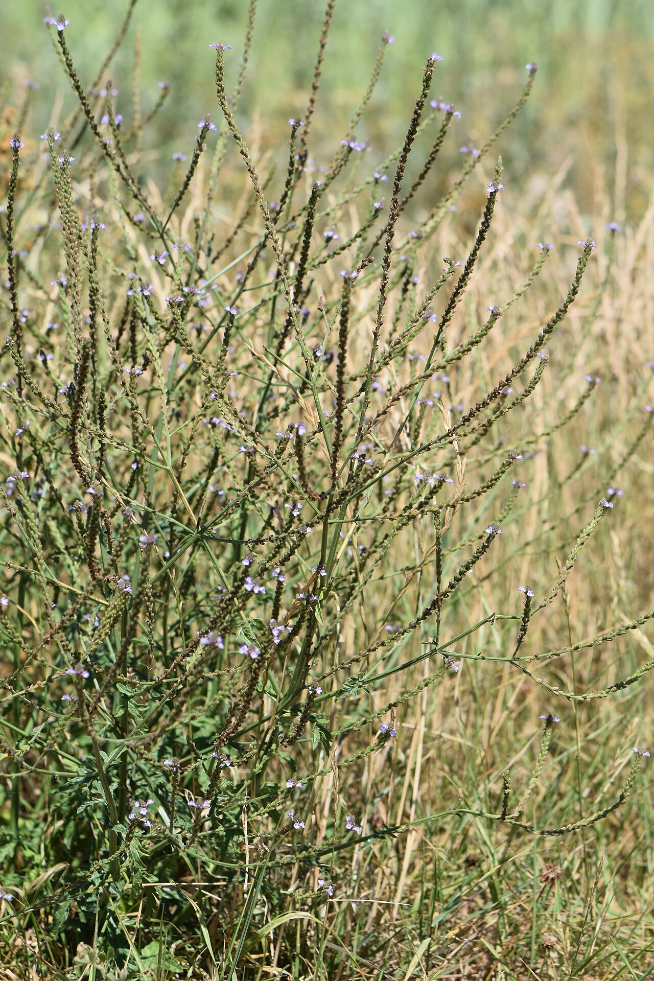 Vervain — Verbena officinalis, used in Haitian and Caribbean herbal tradition