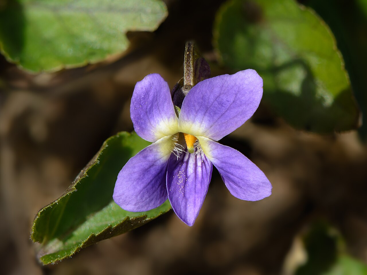 Sweet violet — Viola odorata, used in Haitian and Caribbean herbal tradition