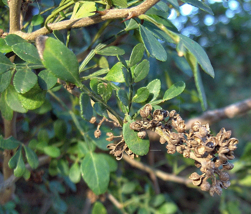 Wild lime (piné jaune) — Zanthoxylum fagara, used in Haitian and Caribbean herbal tradition