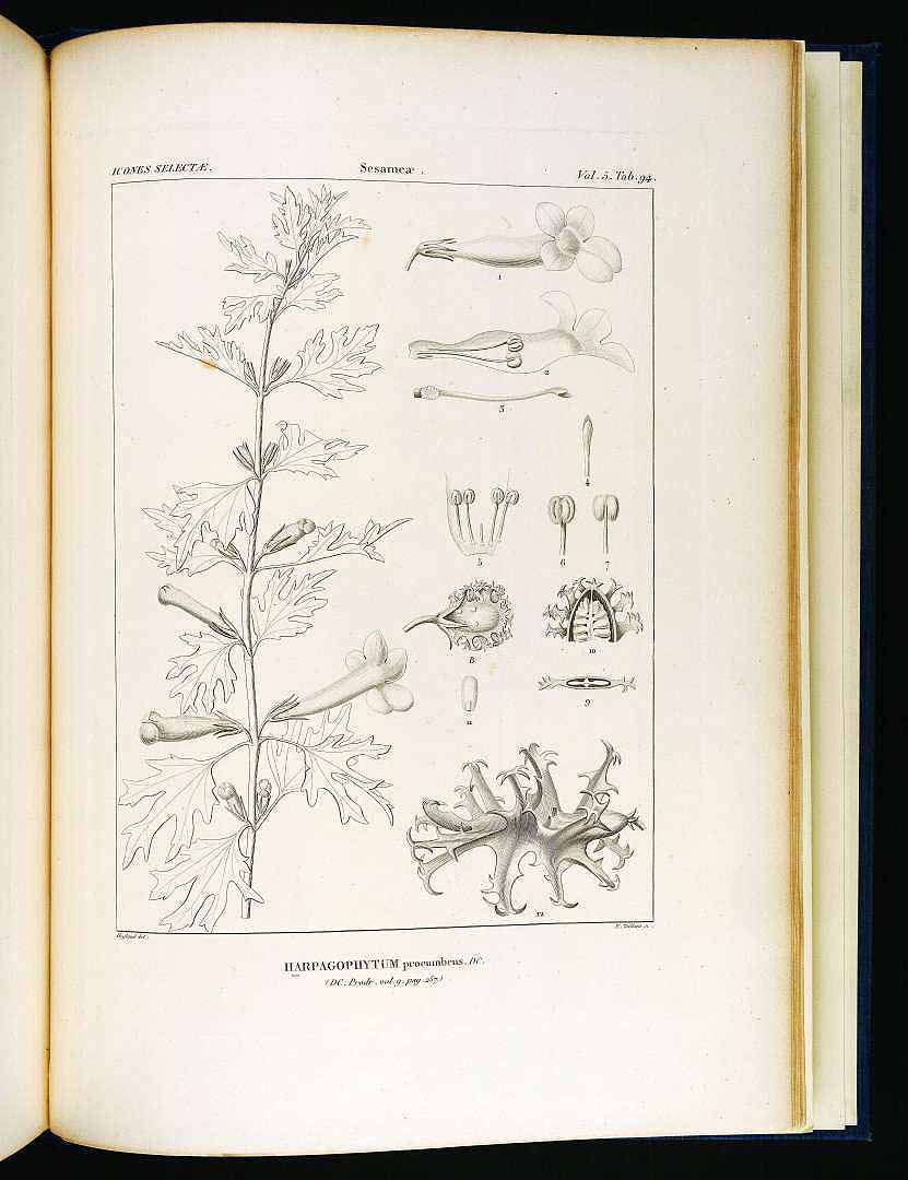 Devil's claw (Arpagofitòn) — Harpagophytum procumbens, used in Haitian and Caribbean herbal tradition