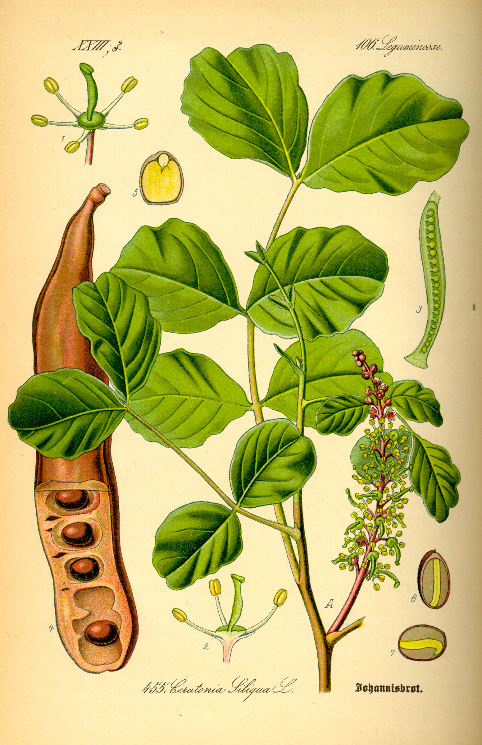 Carob — Ceratonia siliqua, used in Adriatic and Balkan herbal tradition