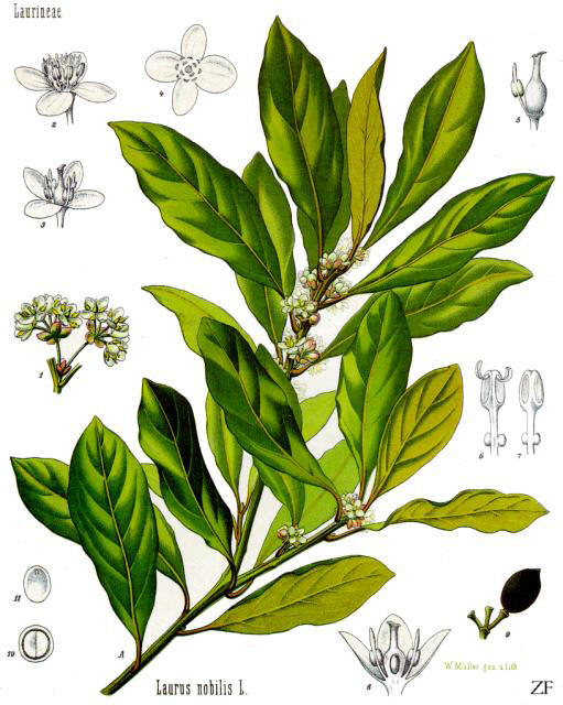 Bay Laurel — Laurus nobilis, used in Adriatic and Balkan herbal tradition