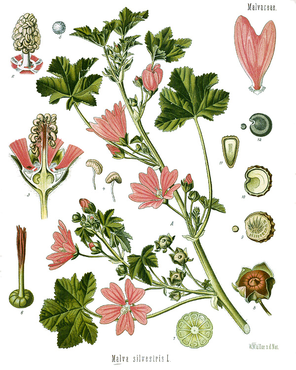 Common Mallow — Malva sylvestris, used in Adriatic and Balkan herbal tradition