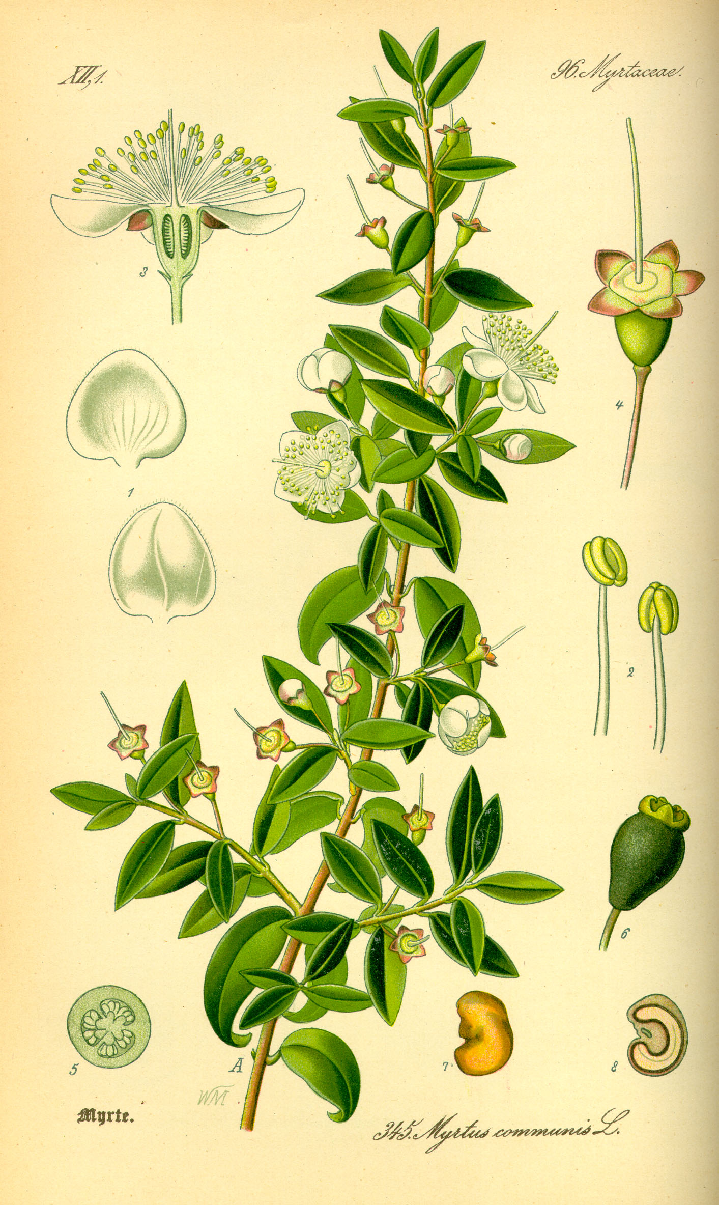 Myrtle — Myrtus communis, used in Adriatic and Balkan herbal tradition