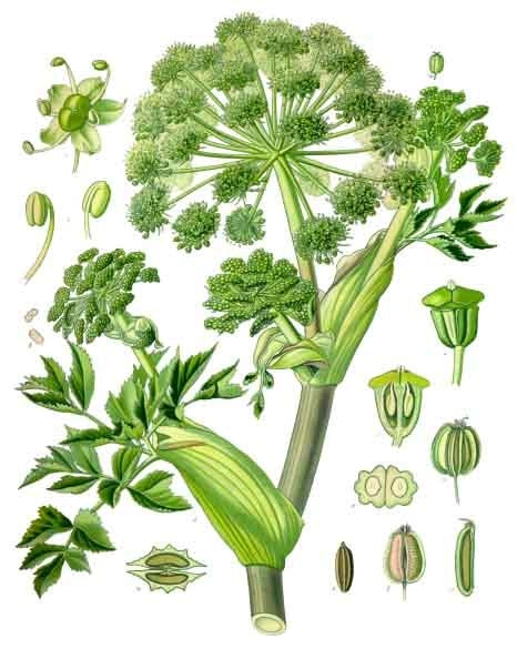 Garden angelica — Angelica archangelica, used in Adriatic and Balkan herbal tradition
