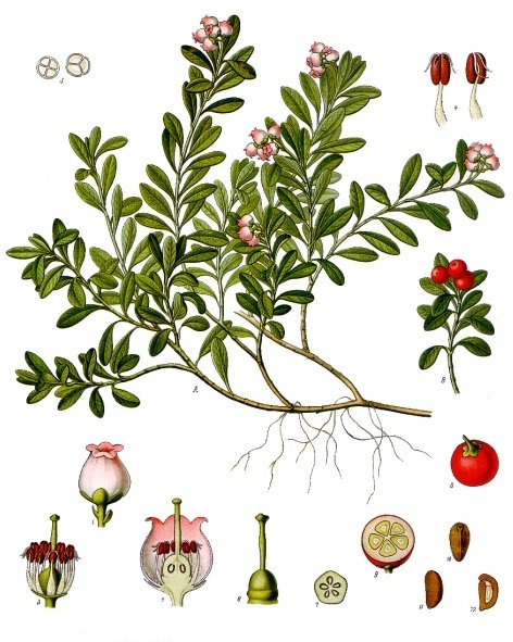 Bearberry — Arctostaphylos uva-ursi, used in Adriatic and Balkan herbal tradition