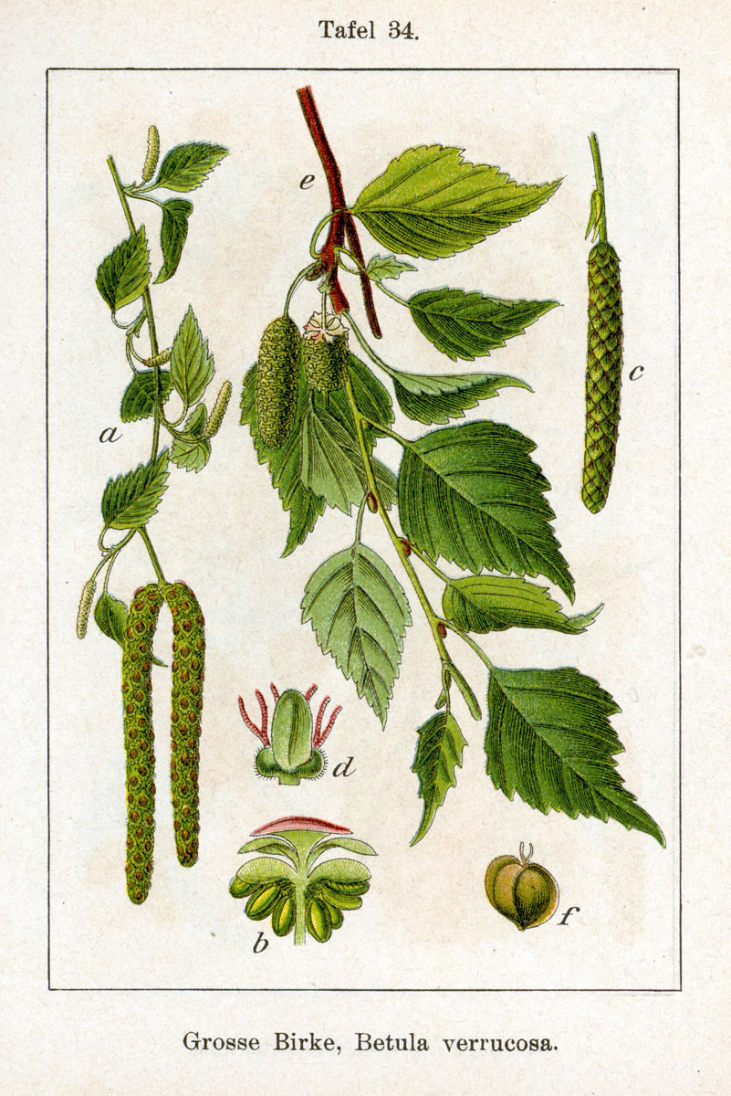 Silver birch — Betula pendula, used in Adriatic and Balkan herbal tradition