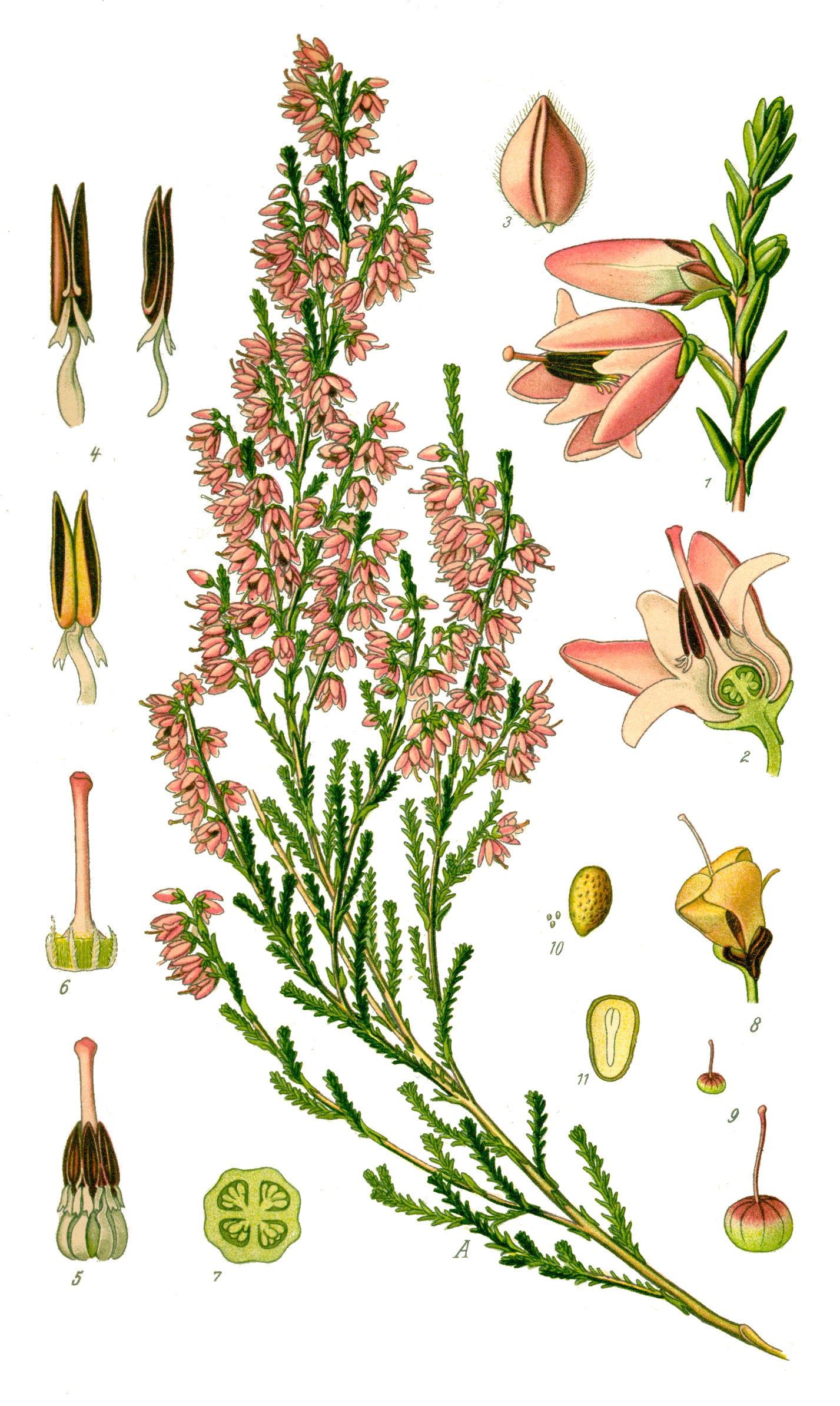 Heather — Calluna vulgaris, used in Adriatic and Balkan herbal tradition