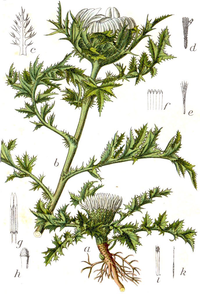 Carline thistle — Carlina acaulis, used in Adriatic and Balkan herbal tradition