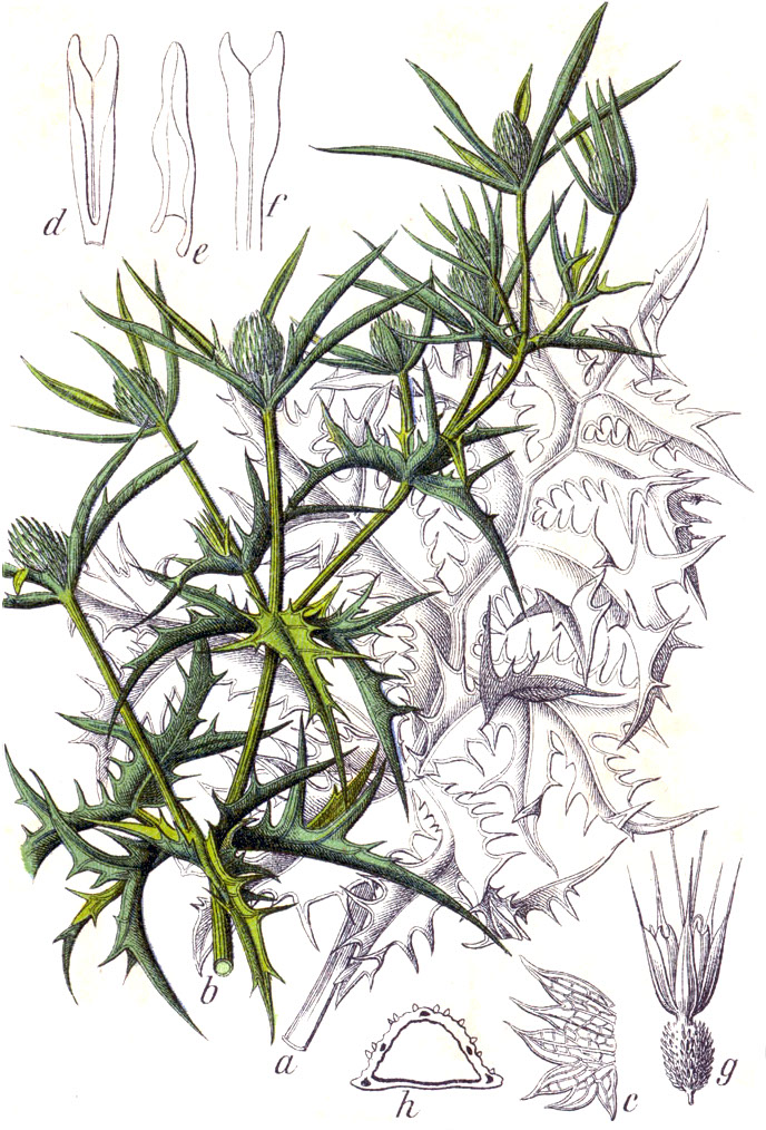 Field eryngo — Eryngium campestre, used in Adriatic and Balkan herbal tradition