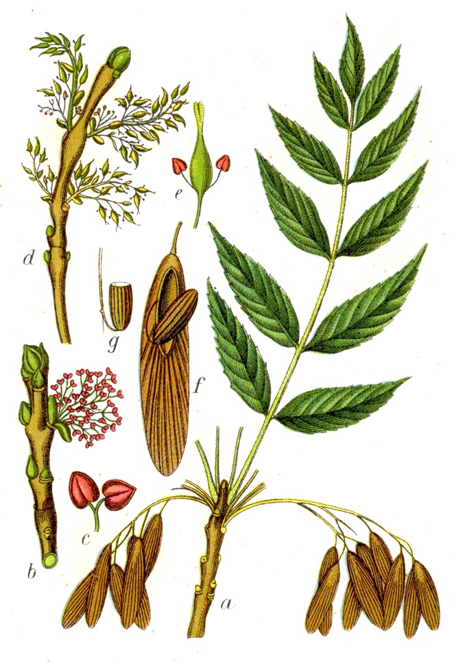 Common ash / Manna ash — Fraxinus excelsior, used in Adriatic and Balkan herbal tradition