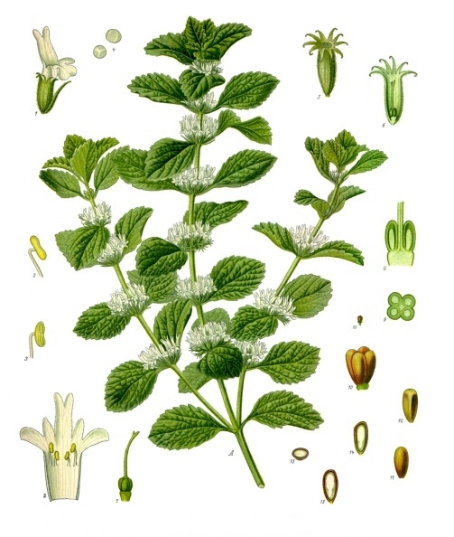 White horehound — Marrubium vulgare, used in Adriatic and Balkan herbal tradition