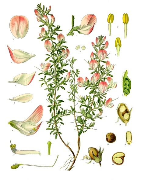 Spiny restharrow — Ononis spinosa, used in Adriatic and Balkan herbal tradition
