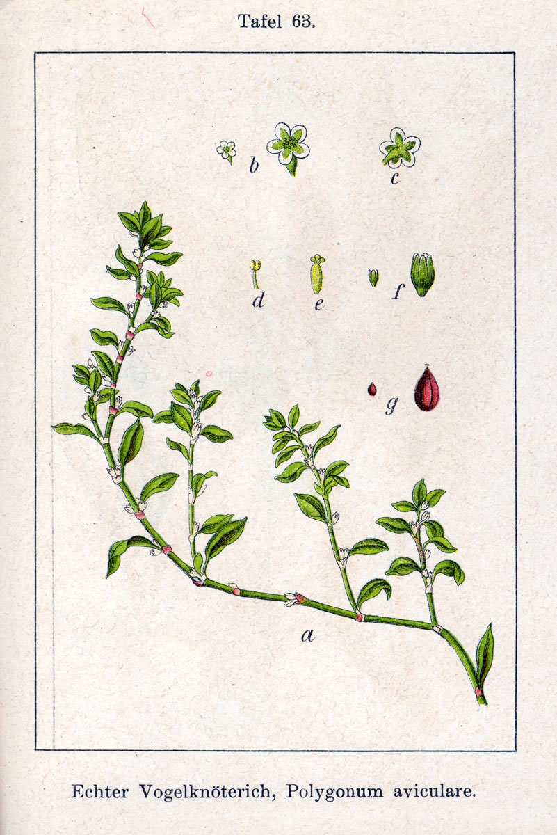 Knotgrass — Polygonum aviculare, used in Adriatic and Balkan herbal tradition