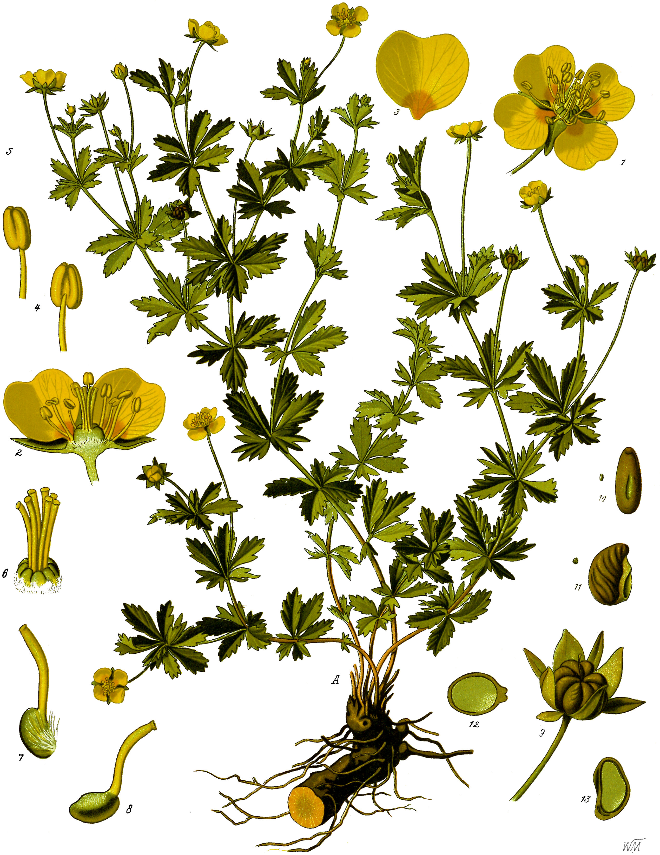 Tormentil — Potentilla erecta, used in Adriatic and Balkan herbal tradition