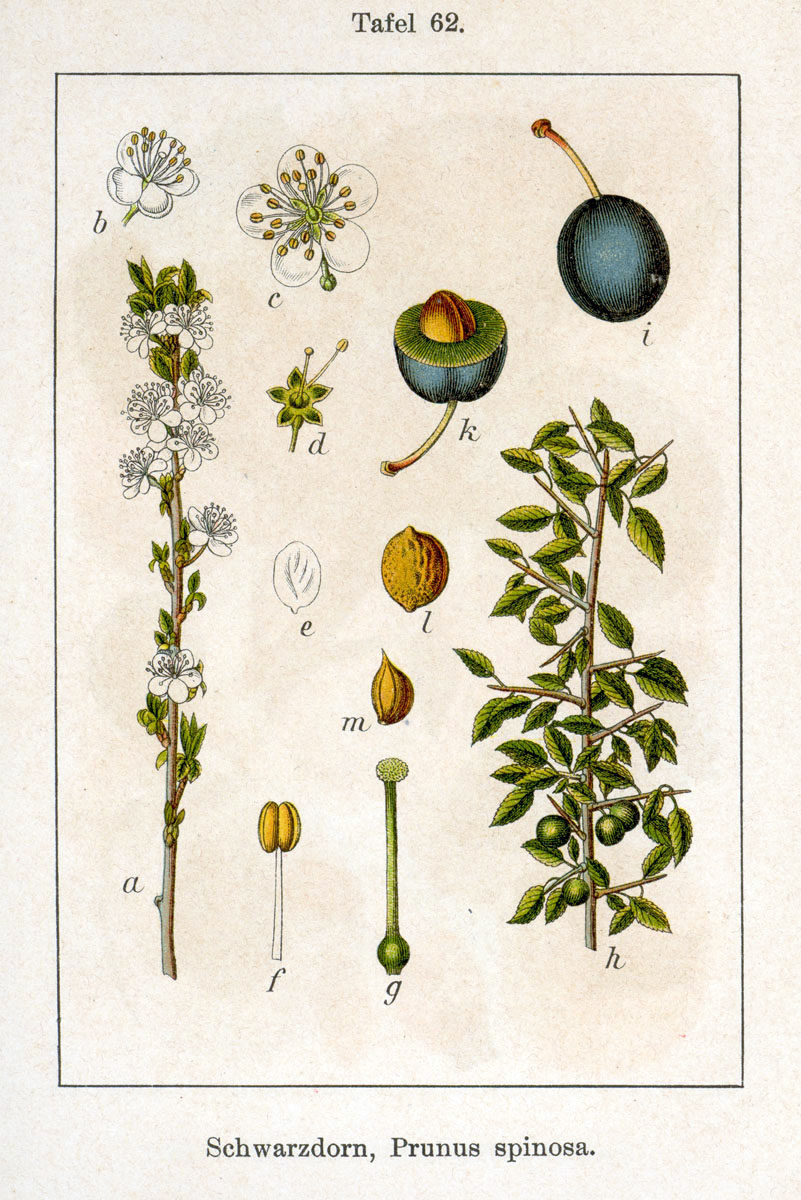 Blackthorn / Sloe — Prunus spinosa, used in Adriatic and Balkan herbal tradition