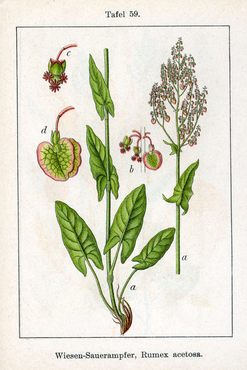 Common sorrel / Curly dock — Rumex acetosa, used in Adriatic and Balkan herbal tradition