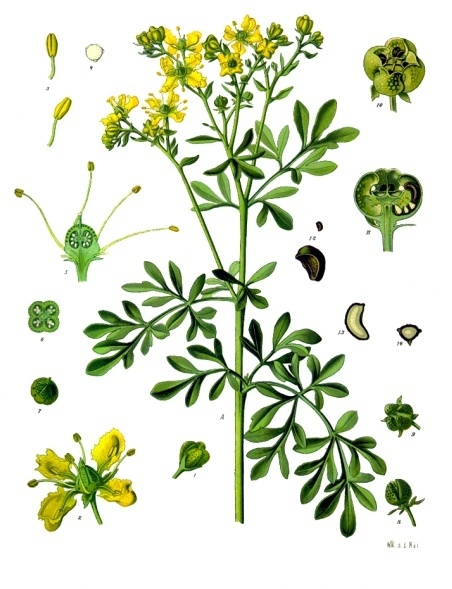 Common rue — Ruta graveolens, used in Adriatic and Balkan herbal tradition