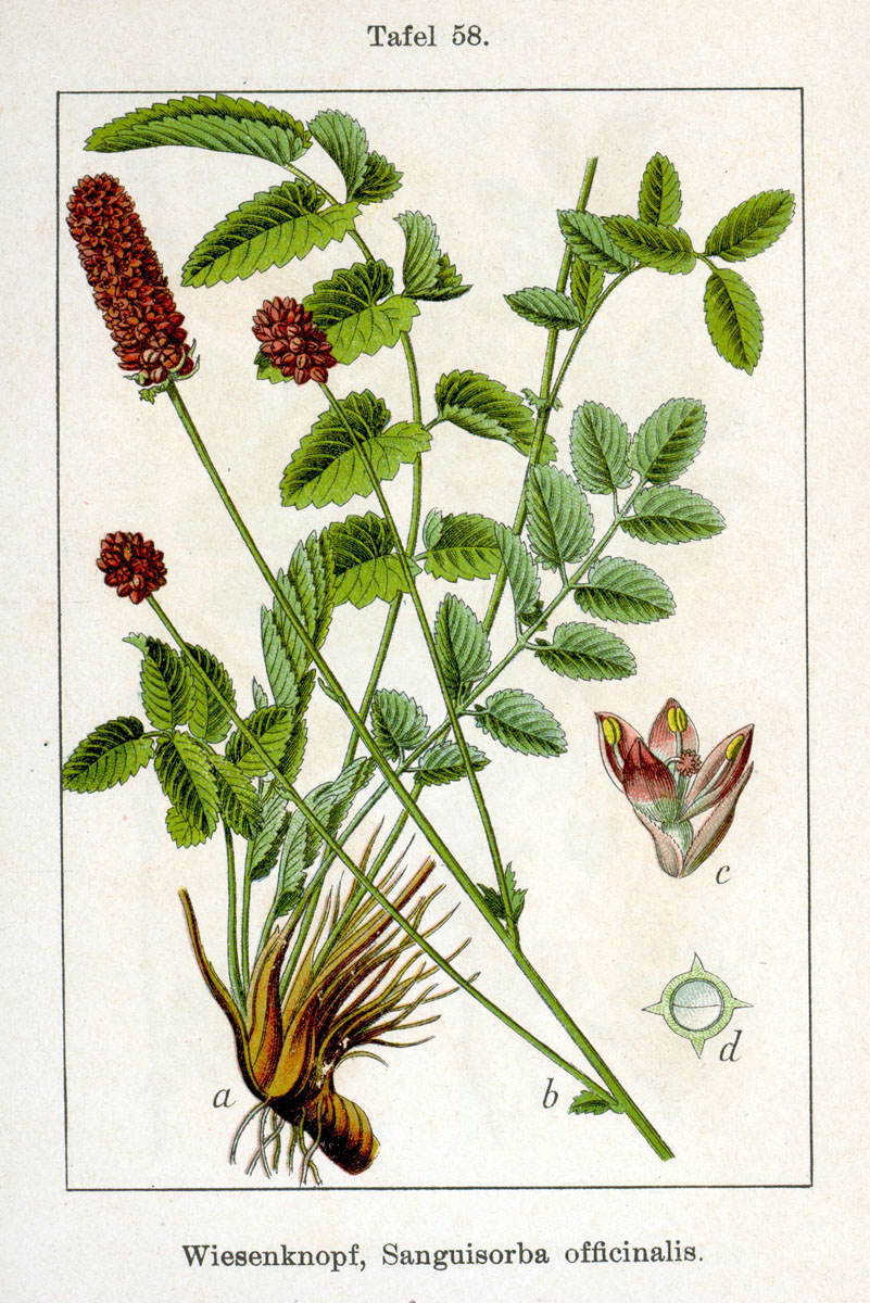 Great burnet — Sanguisorba officinalis, used in Adriatic and Balkan herbal tradition