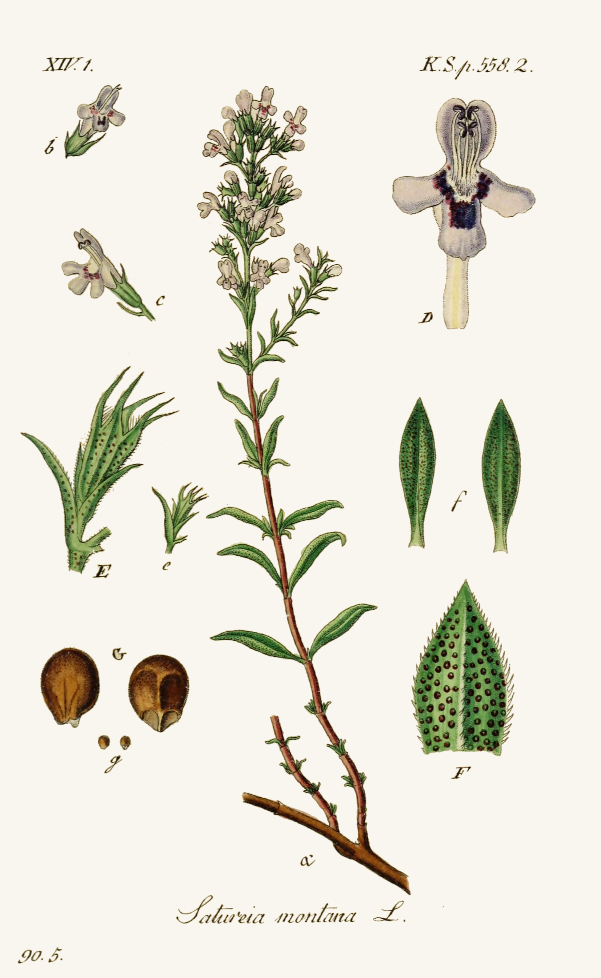Winter savory — Satureja montana, used in Adriatic and Balkan herbal tradition