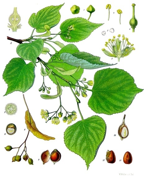 Linden / Lime blossom — Tilia cordata, used in Adriatic and Balkan herbal tradition