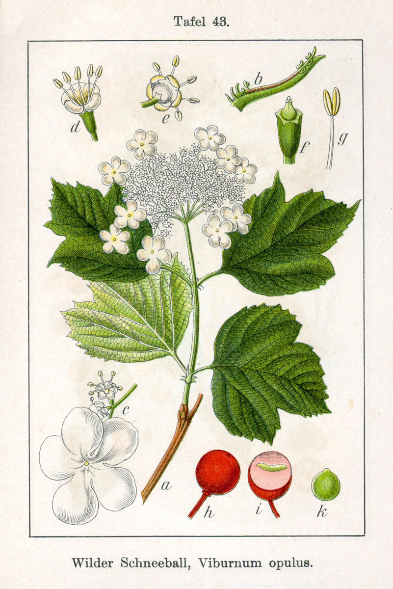 Guelder rose / Cramp bark — Viburnum opulus, used in Adriatic and Balkan herbal tradition